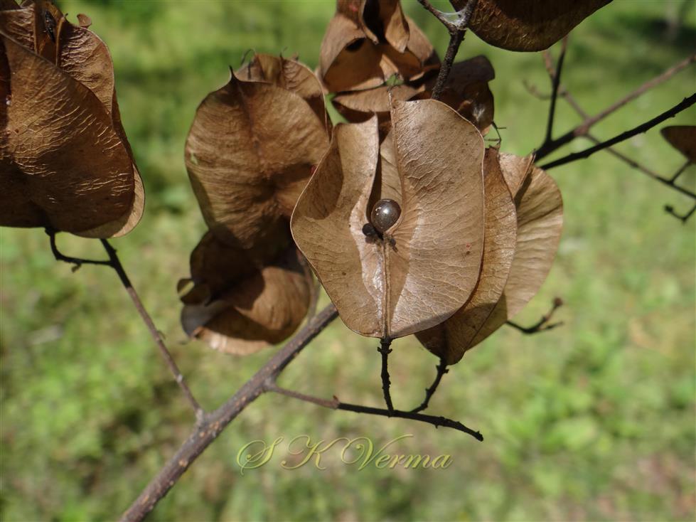  Capsules